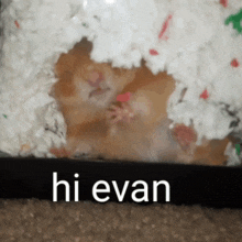 Hi Evan GIF - Hi Evan GIFs