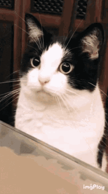 Blep Cat GIF - Blep Cat Angry GIFs