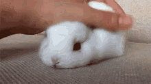 Bunzo Bunny Plush GIF - Bunzo Bunny Plush - Discover & Share GIFs