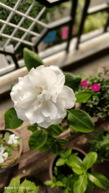 White Rose Flowers GIF - White Rose Flowers GIFs