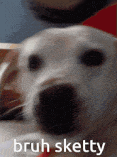a close up of a dog 's face with the words bruh sketty written below it