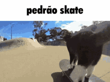 Bebox Skate GIF - Bebox Skate Cat Skate GIFs