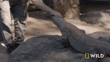 Petting National Geographic GIF - Petting National Geographic Secrets Of The Zoo Down Under GIFs