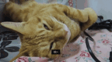 嘆氣貓 Sad Sighing Cat GIF - 嘆氣sight Sigh GIFs