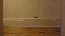 The Chillest Cat GIF - Cat Skateboard Deal With It GIFs