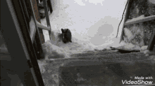 a video showing a cat in the snow was made with videoshow software