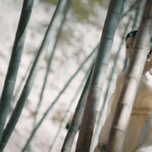 a woman in a white dress stands in a forest of bamboo trees