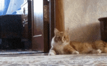 Moonwalker Cat GIF - Moonwalker Cat Walk GIFs