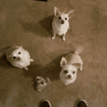 Mommy Dogs GIF - Mommy Dogs GIFs