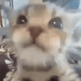 a close up of a cat 's face with smoke coming out of its nose .