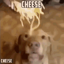 Cheese Dog GIF