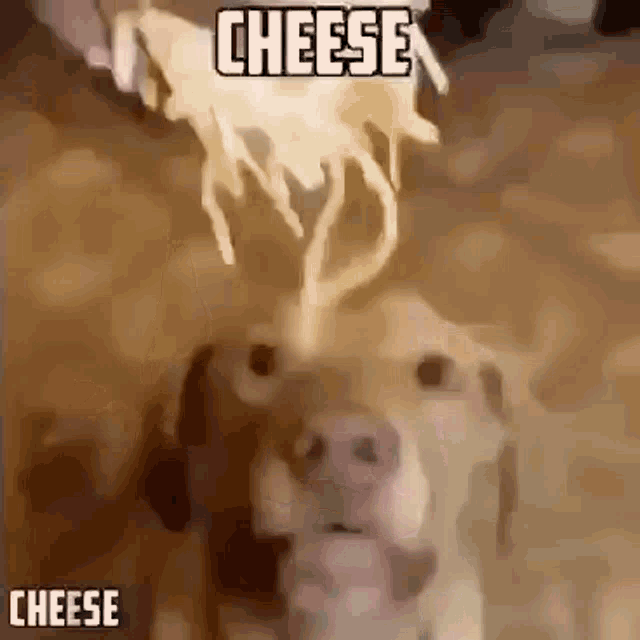 Cheese Dog GIF - Cheese Dog GIFs