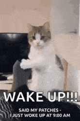 a cat is sitting on a person 's lap and saying `` wake up '' .