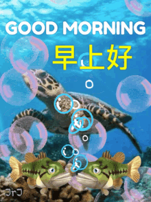 早安 早上好 GIF - 早安 早上好 Turtle GIFs