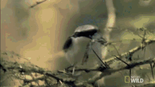 Shrike Bird GIF - Shrike Bird Lizard GIFs
