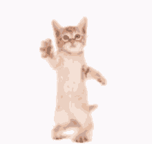 Go Kitty Go Cat Dance GIF - Go Kitty Go Cat Dance GIFs