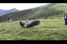Vulture GIF - Vulture GIFs