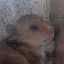 Hamster Hamster Meme GIF - Hamster Hamster Meme Golden Hamster GIFs