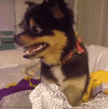 So Happy And So Cute GIF - Dog Smiling Happy GIFs