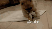 Cute Roll Over GIF - Cute Roll Over Roll Over The Blanket GIFs