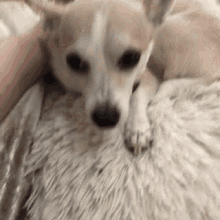 Ugh Fine GIF - Ugh Fine Chihuahua GIFs