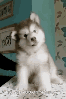 Dog Cute GIF - Dog Cute See You On Monday GIFs