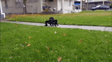 Pets Dogs GIF - Pets Dogs Halloween GIFs