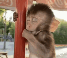 Pet Lover Sleeping GIF - Pet Lover Sleeping Monkey GIFs