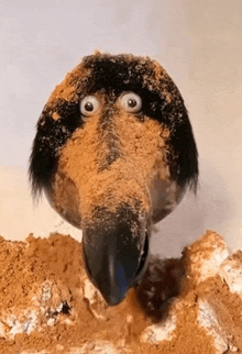 a bird with a long beak is covered in dirt and looking at the camera