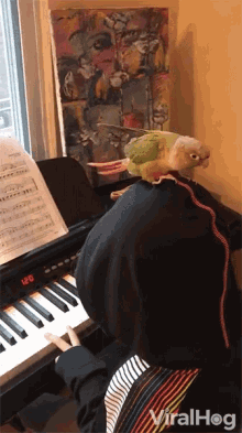 Playing Piano Parrot GIF