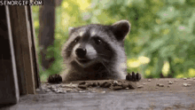 Baby Raccoon Cute GIF - Baby Raccoon Cute Eating GIFs