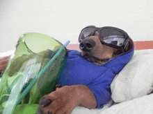 a dog wearing sunglasses and a blue shirt is laying on a bed with a green cup and straw .