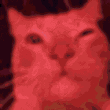 Cat Disco GIF - Cat Disco GIFs