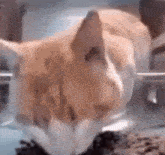 Cat Reads Chat Cat Eating GIF - Cat Reads Chat Cat Eating Cat Stare GIFs