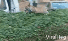 a fox is running through a hedge while a car is driving by .