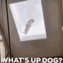 Whats Up Dog GIF - Whats Up Dog Doggo GIFs