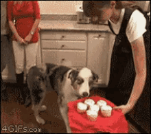 Cupcakes Dog GIF - Cupcakes Dog Shocked GIFs