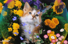 Gatito Cat GIF - Gatito Cat Cute GIFs
