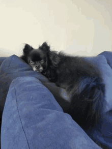 Sleepy Pom GIF - Sleepy Pom Pomeranian GIFs