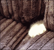 Please, Do Not Disturb The Couch Fort'S Guard Kitty GIF