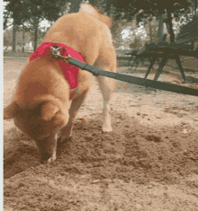 Biggie Shiba GIF - Biggie Shiba Dog GIFs