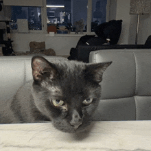 Bruh Cat GIF - Bruh Cat GIFs