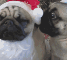 Santa Pups Cute Dog GIF