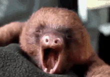 Ngantuk GIF - Sleepy Yawn Sloth GIFs