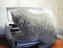 Get Away From Meeeeeeeeeee GIF - Cat Printer Fail GIFs