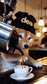 a dog wearing a beanie that says dea pouring coffee into a cup