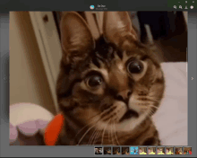 a picture of a cat with the name da due on the top