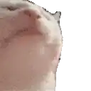 a close up of a cat 's face with its mouth open and a white background .
