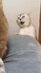 Angry Cat GIF - Angry Cat Head Tilt GIFs