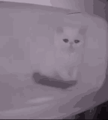 Poor White Sad Cat Crying GIF - Poor White Sad Cat Crying GIFs